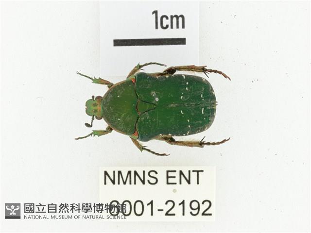 艷邊花金龜藏品圖，第1張