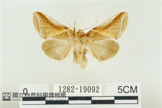 印華波紋蛾藏品圖，第1張