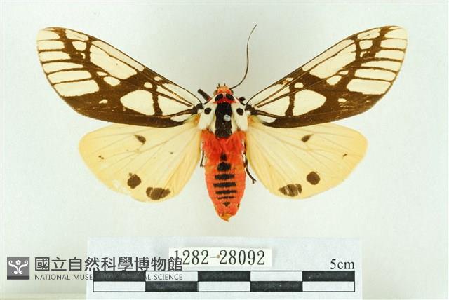 乳白斑燈蛾藏品圖，第1張