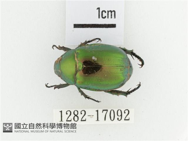 艷金龜藏品圖，第1張