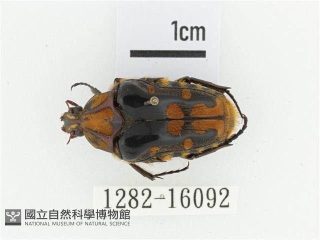 臺灣瘦花金龜藏品圖，第1張