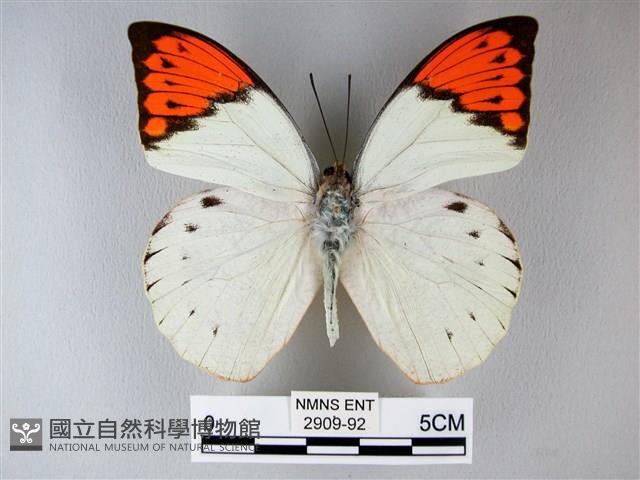 橙端粉蝶、端紅蝶藏品圖，第1張