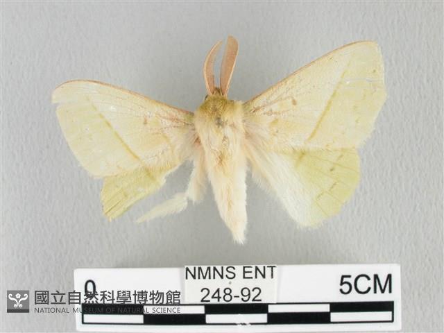 青枯葉蛾藏品圖，第1張