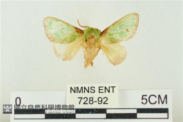 素木綠刺蛾藏品圖，第1張