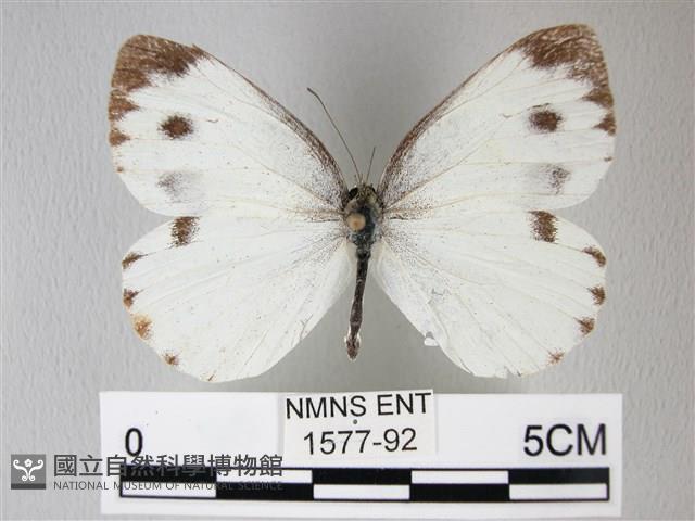 緣點白粉蝶藏品圖，第1張