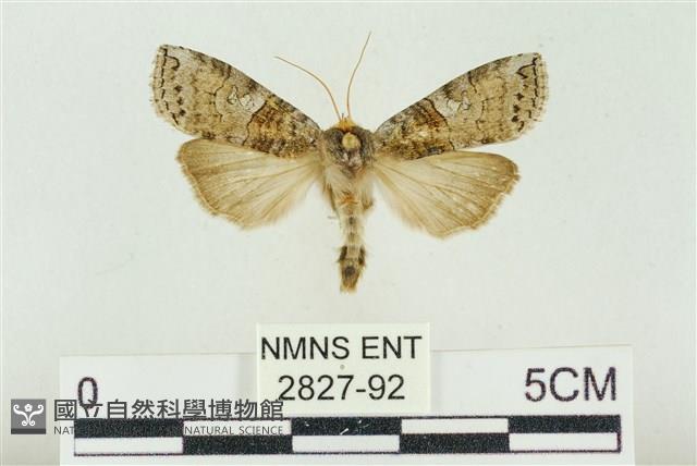 帶波紋蛾藏品圖，第1張