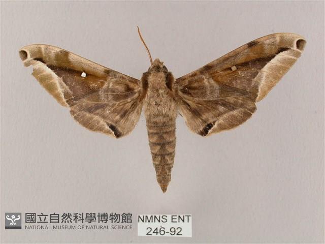 白點天蛾 藏品圖，第1張