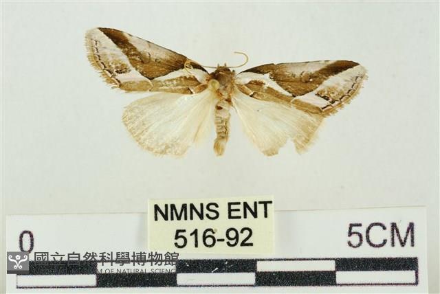 素木氏美波紋蛾藏品圖，第1張