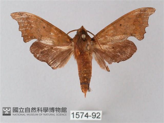 黃斑索天蛾藏品圖，第1張