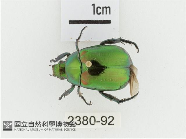 艷金龜藏品圖，第1張