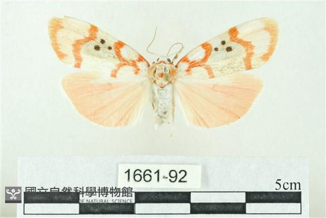 臺雪苔蛾藏品圖，第1張