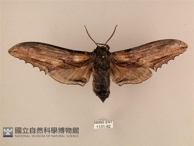 臺灣鋸翅天蛾藏品圖，第1張