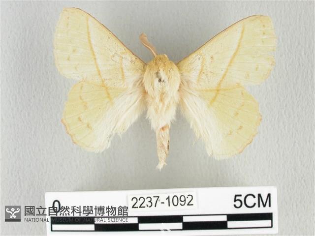 青枯葉蛾藏品圖，第1張