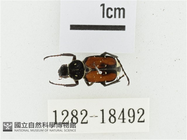 黑虎斑花金龜藏品圖，第1張