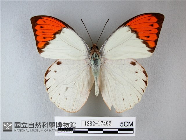 橙端粉蝶、端紅蝶藏品圖，第1張