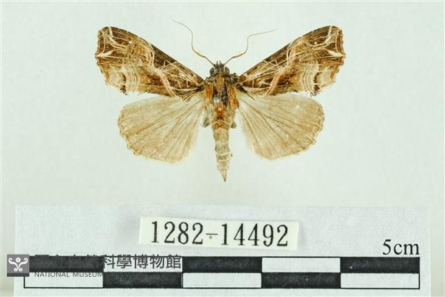 粉紅帶散紋夜蛾藏品圖，第1張