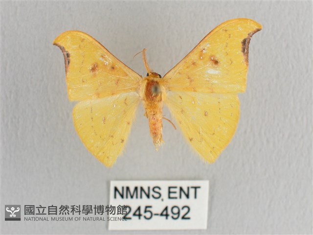 彎黑黃鉤蛾藏品圖，第1張