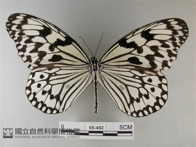 大白斑蝶藏品圖，第1張