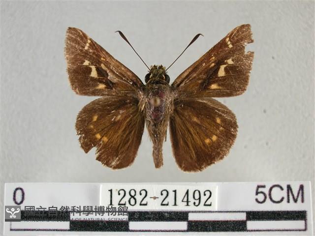 臺灣赭弄蝶藏品圖，第1張