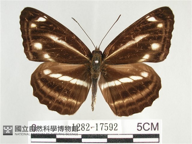 臺灣環蛺蝶藏品圖，第1張