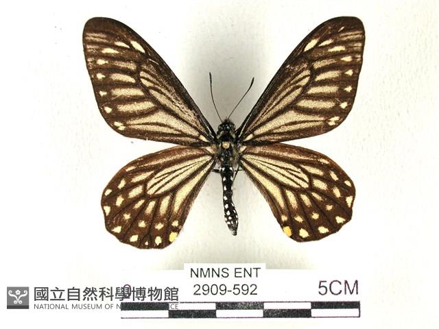 黃星斑鳳蝶藏品圖，第1張