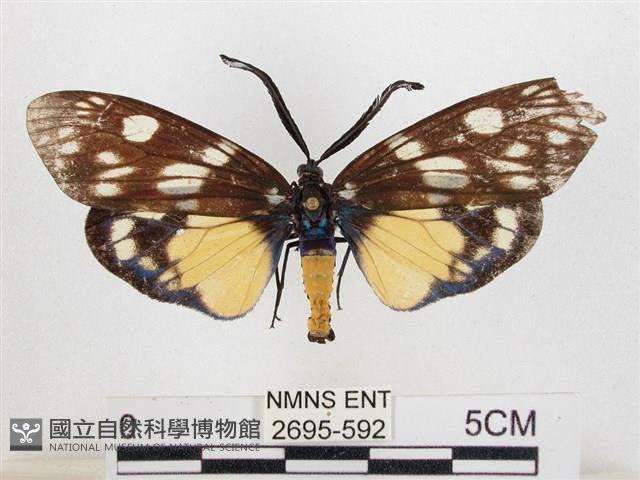 蓬萊茶斑蛾藏品圖，第1張