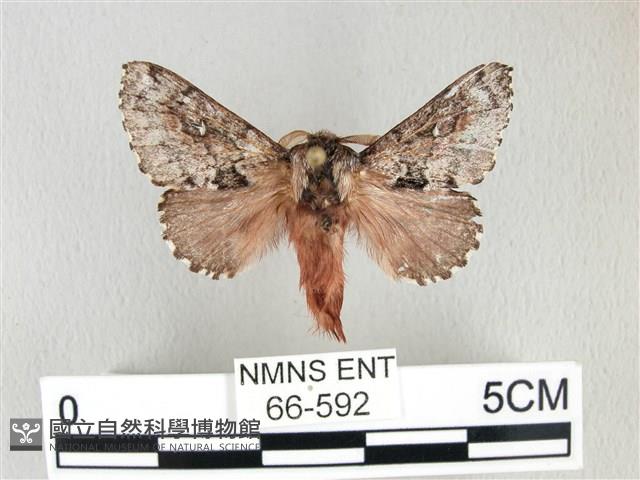 銀肩枯葉蛾藏品圖，第1張