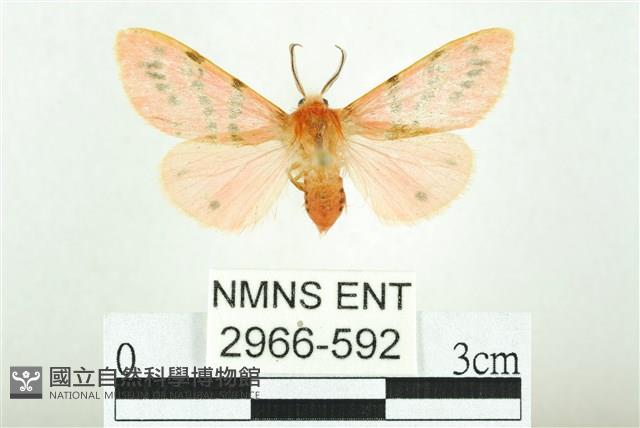 三條橙燈蛾藏品圖，第1張