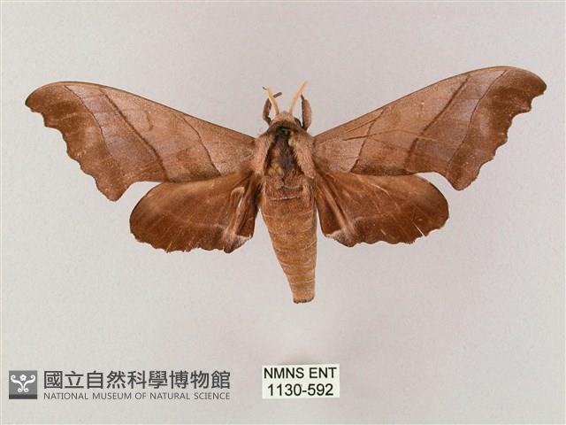 齒翅三線天蛾藏品圖，第1張