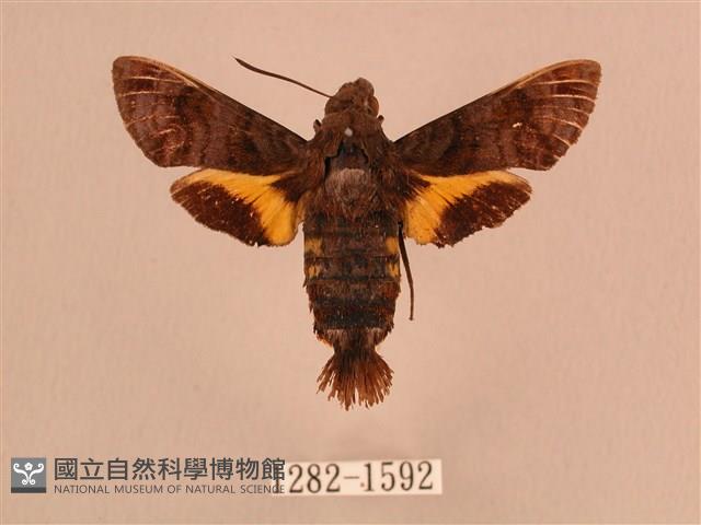 灰紋長喙天蛾藏品圖，第1張