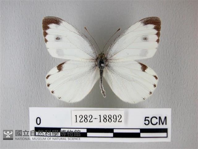 緣點白粉蝶藏品圖，第1張