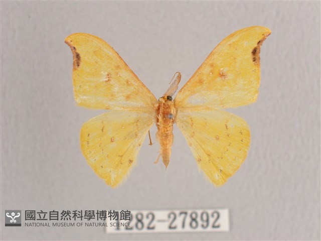 彎黑黃鉤蛾藏品圖，第1張