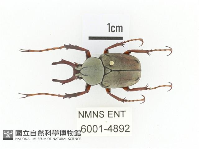 臺灣角金龜藏品圖，第1張