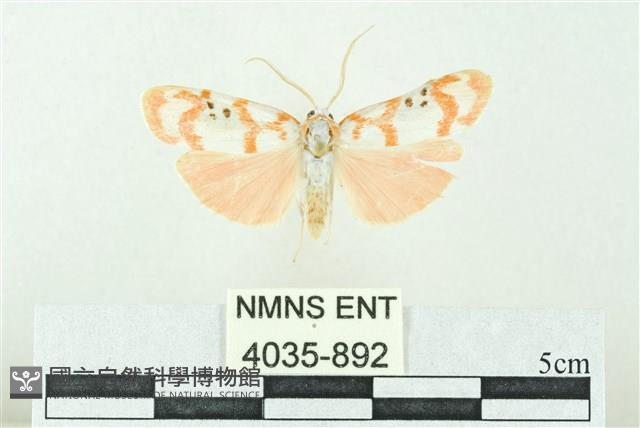 臺雪苔蛾藏品圖，第1張