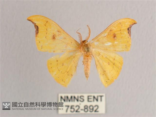 彎黑黃鉤蛾藏品圖，第1張