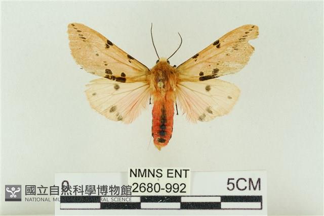 棍棒污燈蛾藏品圖，第1張