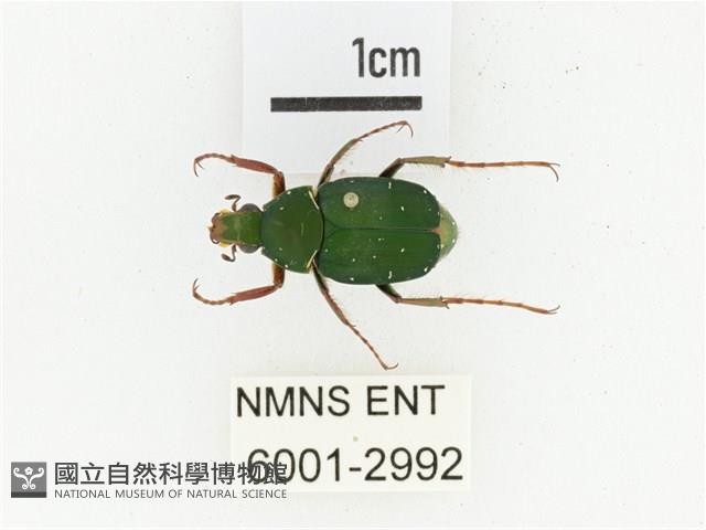 三輪長腳花金龜藏品圖，第1張