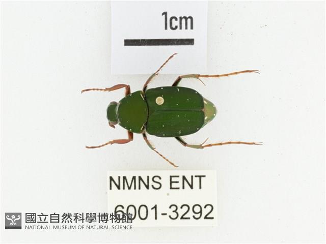 三輪長腳花金龜藏品圖，第1張