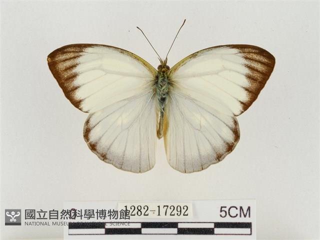 淡褐脈粉蝶藏品圖，第1張