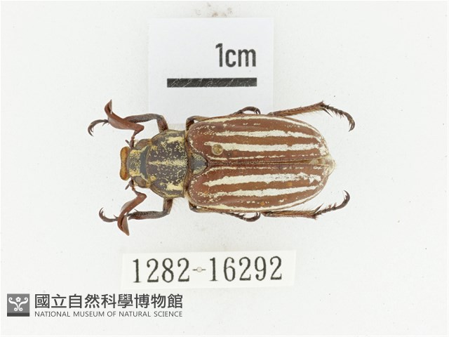 臺灣白條金龜藏品圖，第1張