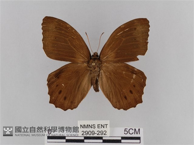 褐翅蔭眼蝶藏品圖，第1張