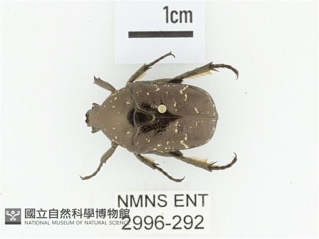 東方白點花金龜藏品圖，第1張