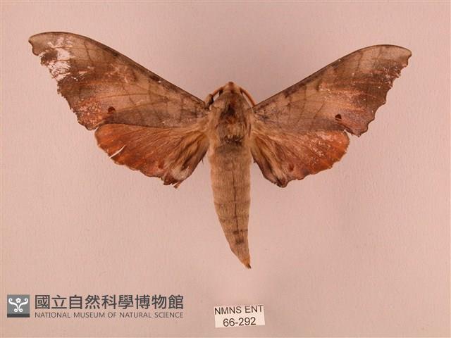 栗六點天蛾藏品圖，第1張