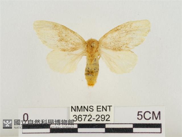 榕透翅毒蛾藏品圖，第1張