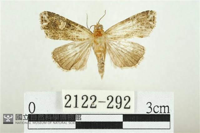 白斑散紋夜蛾藏品圖，第1張