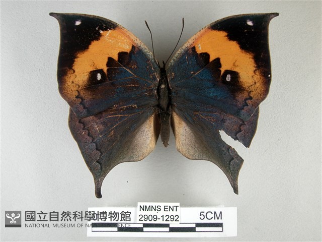 枯葉蝶藏品圖，第1張