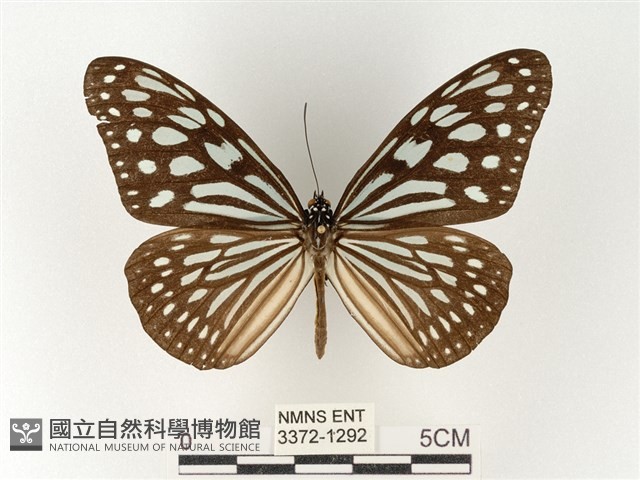旖斑蝶藏品圖，第1張