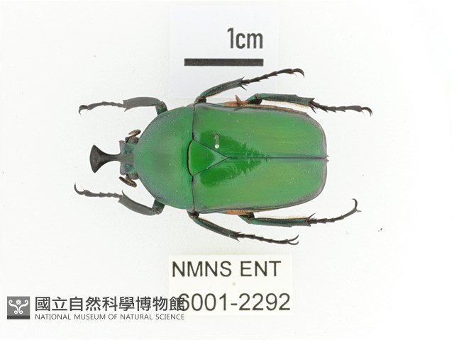臺灣扇角金龜藏品圖，第1張