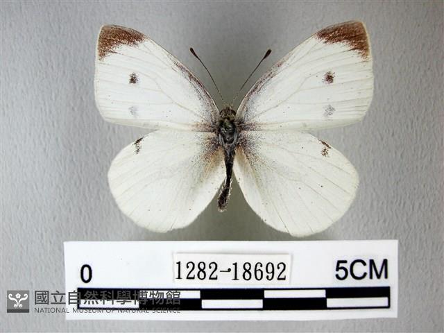 白粉蝶、紋白蝶藏品圖，第1張