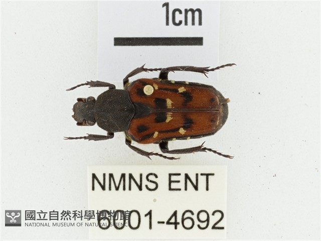 叉斑陷紋金龜藏品圖，第1張